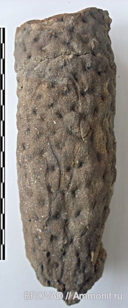 Stigmaria ficoides, Lycopsida, cormophyta