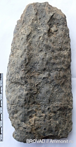 Stigmaria ficoides, Lycopsida, cormophyta