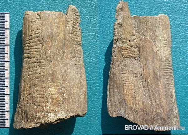 Cordaites, Artisia, Gymnospermae, cormophyta