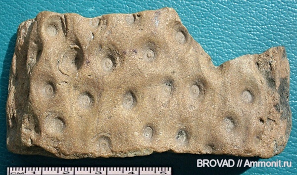 stigmaria, Lycopsida