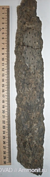 Stigmaria ficoides, Lycopsida, cormophyta