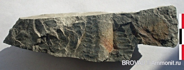 Neuropteris, Pteridospermae, cormophyta