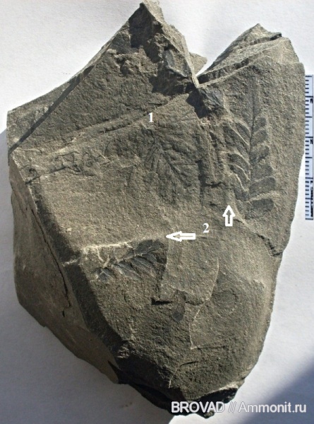 Neuropteris tenuifolia, Pteridospermae, cormophyta, equisetales, Radicites capillacea