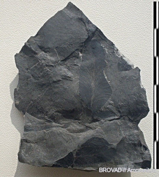 Neuropteris gigantea, Pteridospermae, cormophyta