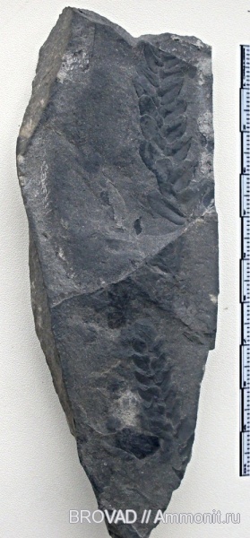 Neuropteris, Pteridospermae, cormophyta