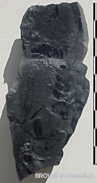 Neuropteris, Pteridospermae, cormophyta