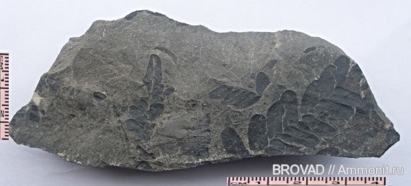 Neuropteris, Pteridospermae