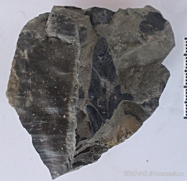 Neuropteris, Pteridospermae, cormophyta