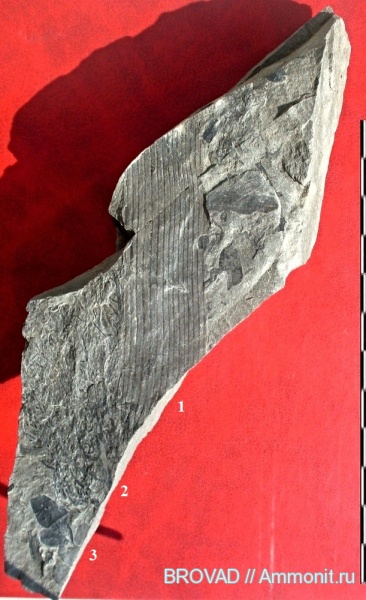 Neuropteris, Pteridospermae, Sphenopsida, cormophyta, Calamites Cistii, Radicites capillacea