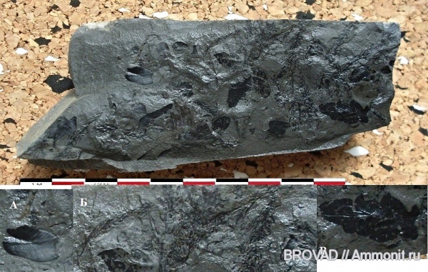 Calamostachys, Neuropteris