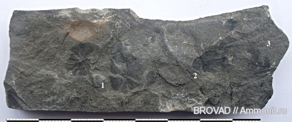 Sphenophyllum, Neuropteris, Mariopteris