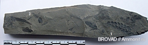 Sphenophyllum, Neuropteris, Pteridospermae, Sphenopsida