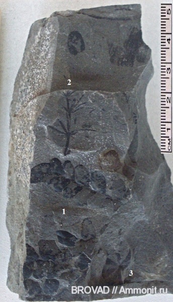 Sphenophyllum, Pteridospermae, Sphenopsida, carboniferous flora