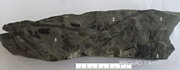 Calamites, Pteridospermae, Sphenopsida, cormophyta