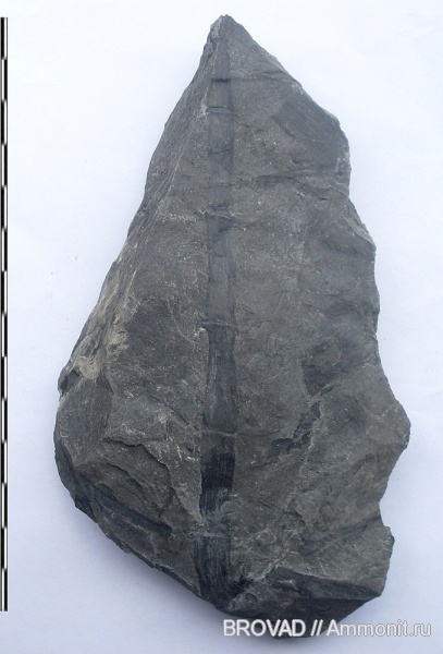 Calamites, Sphenopsida, cormophyta, Calamitaceae, equisetales