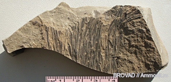 Lycopsida, cormophyta, lepidodendron rimosum