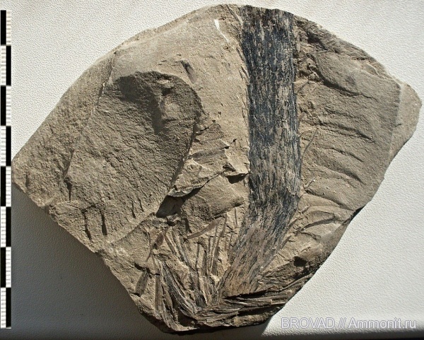 Lycopsida, cormophyta, lepidodendron rimosum