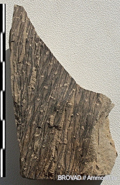 Lycopsida, cormophyta, lepidodendron rimosum