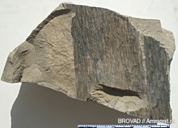 Lycopsida, cormophyta, lepidodendron rimosum