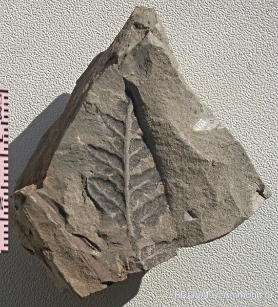 Mariopteris nervosa, Pteridospermae, cormophyta