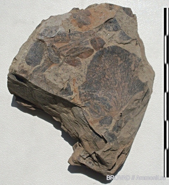 Neuropteris, Pteridospermae, cormophyta, cardiopteris