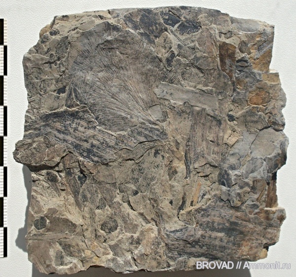 Cyclopteris, Pteridospermae, cormophyta