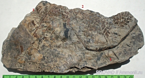 Sphenophyllum, Mariopteris, Pteridospermae, Sphenopsida, cormophyta