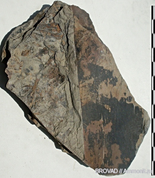 Gymnospermae, cormophyta, cordaitales, Cordaites principalis