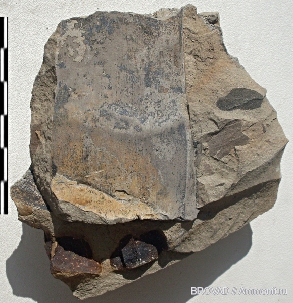 Gymnospermae, cordaitales, Dorycordaites palmaeformis