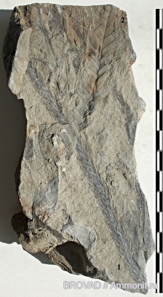 Neuropteris, Lepidodendron, Pteridospermae, Lycopsida, cormophyta