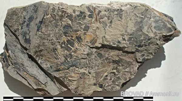 Neuropteris, Pecopteris, Pteridospermae, cormophyta, Pteropsida