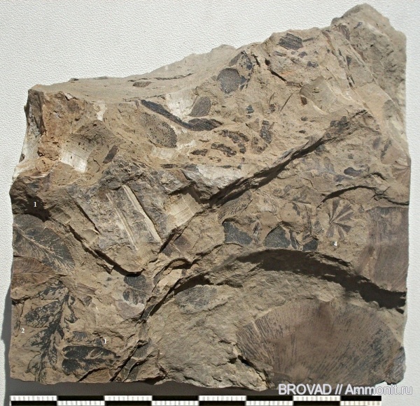 Sphenophyllum, Neuropteris, Mariopteris, Cyclopteris, Pteridospermae, sphenophyllales