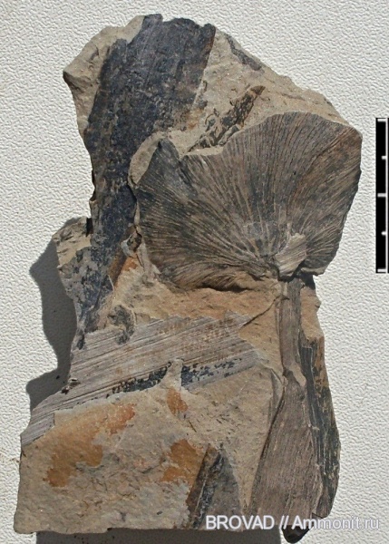 Pteridospermae, cormophyta, Odontopteris sp