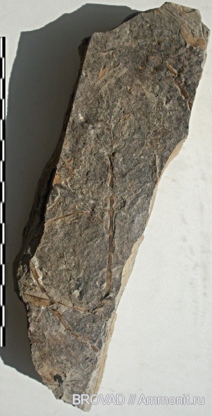 Calamostachys, Sphenopsida, cormophyta, equisetales