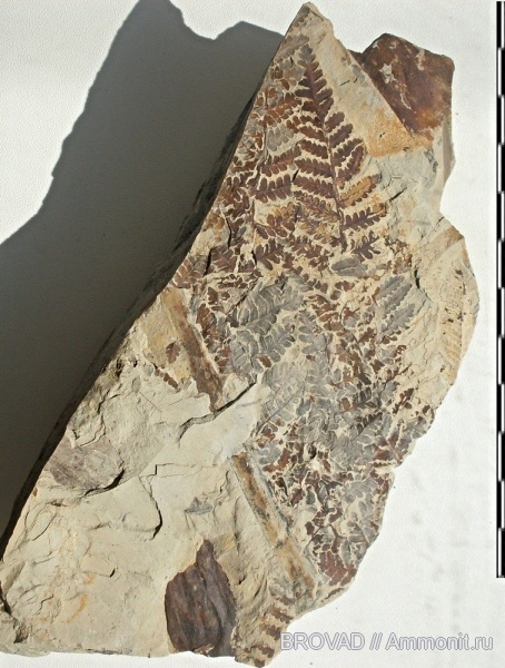 cormophyta, Pteropsida, Asterotheca Miltonii, filices
