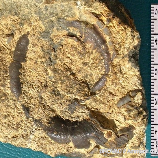Euomphalus marginatus, Gastropoda, mollusca Euomphalus marginatus, Gastropoda, mollusca