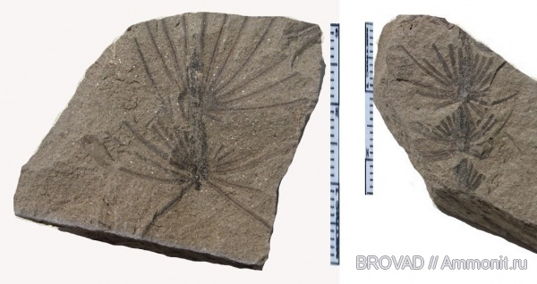Sphenopsida, cormophyta, Asterophyllites equisetiformis