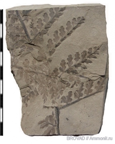 Pteridospermae, cormophyta, Mariopteris latifolia