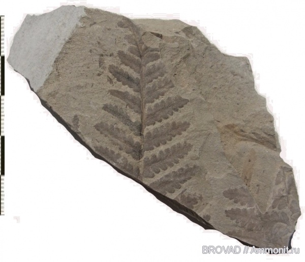 Pteridospermae, cormophyta, Mariopteris acuta