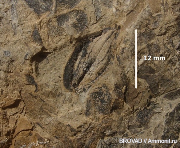 Pteridospermae, cormophyta, Trigonocarpus Parkinsonii
