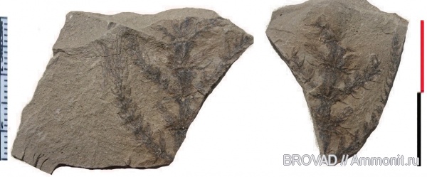 Sphenopsida, cormophyta, Asterophyllites lycopodioides