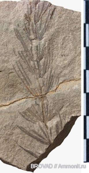 Sphenopsida, cormophyta, Asterophyllites equisetiformis