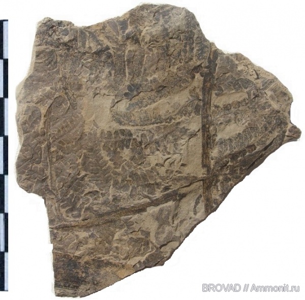 Asterotheca, cormophyta, filicinae