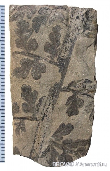 Pteridospermae, cormophyta, Eusphenopteris trifoliolata