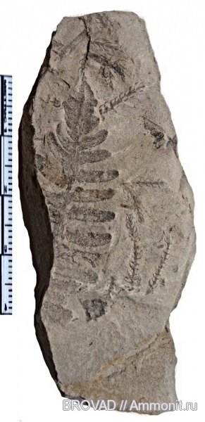 Pteridospermae, Sphenopsida, cormophyta, equisetales, Asterophyllites charaeformis, Callipteridium pteridium