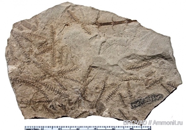 Sphenopsida, cormophyta, equisetales, Asterophyllites charaeformis