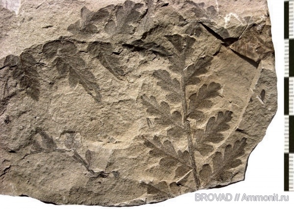 Pteridospermae, cormophyta, Mariopteris latifolia Pteridospermae, cormophyta, Mariopteris latifolia