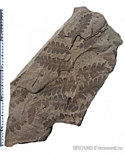 Asterotheca, cormophyta, filicinae