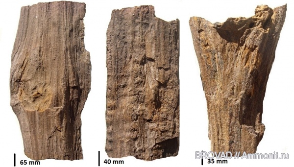 Gymnospermae, cormophyta, cordaitales