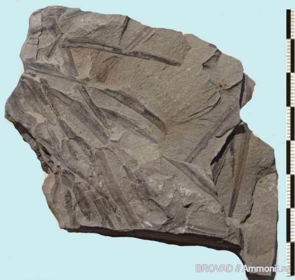 Lepidophloios, Lycopsida, cormophyta